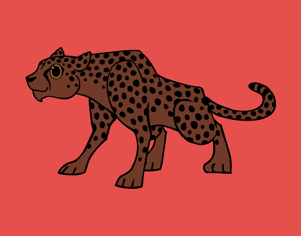 Un leopardo