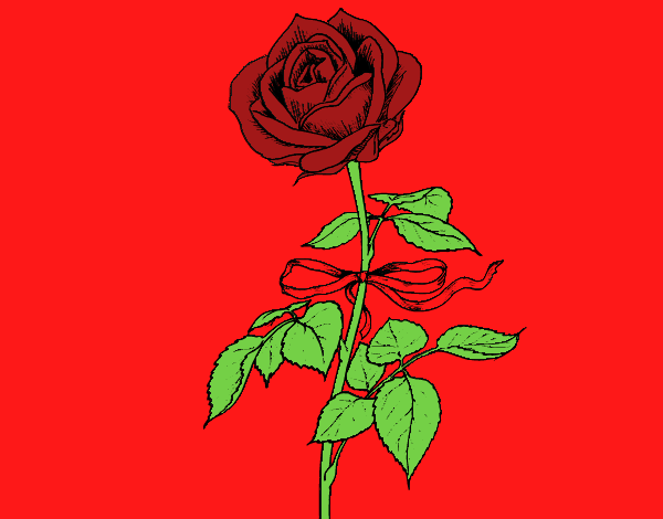 Una rosa