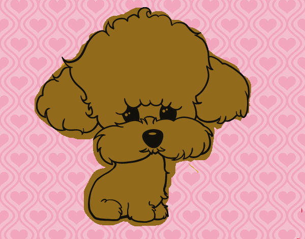 Cachorro de poodle