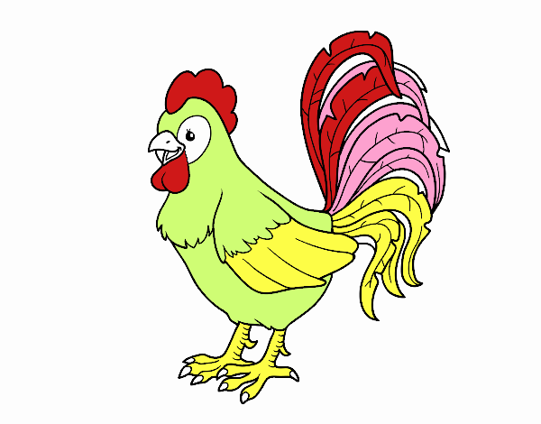 Gallo de una granja