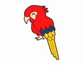 Guacamayo