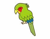 Guacamayo