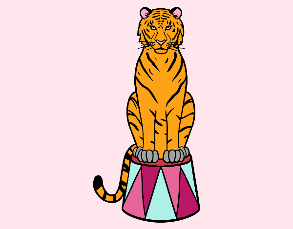 Tigre de circo