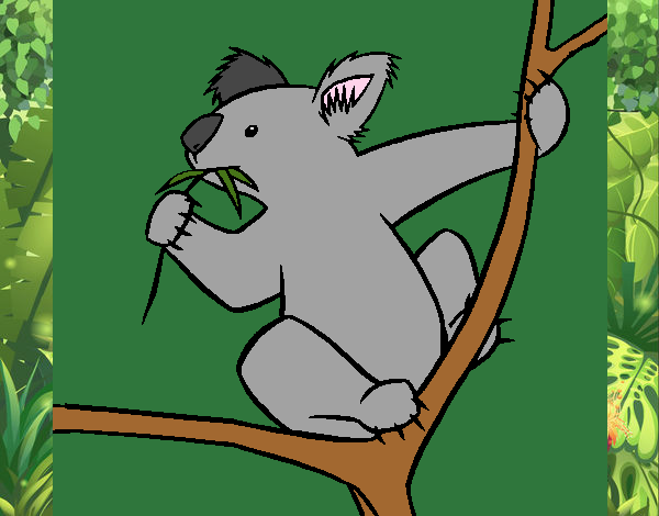 Koala