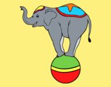 Elefante equilibrista