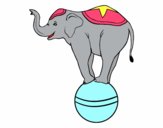 Elefante equilibrista