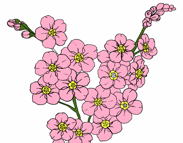 Flor de cerezo