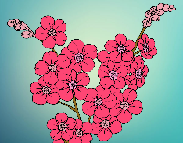 Dibujo Flor de cerezo pintado por MariaSol77