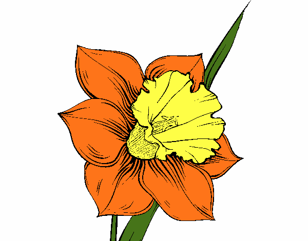 Flor de narciso