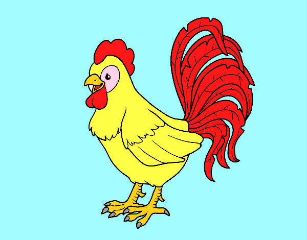 Gallo de una granja