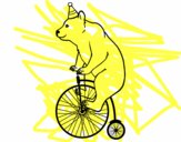 Oso en bicicleta