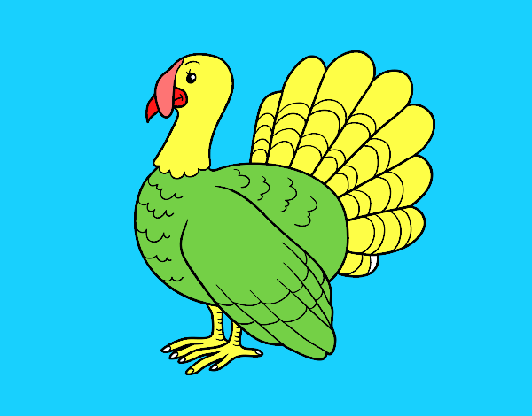 Pavo común