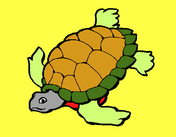 Tortuga