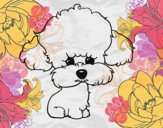 Cachorro de poodle