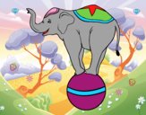 Elefante equilibrista