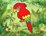 Guacamayo