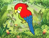 Guacamayo