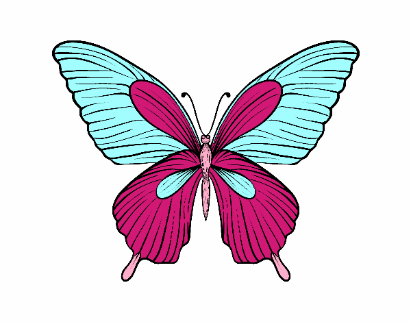 Mariposa tropical