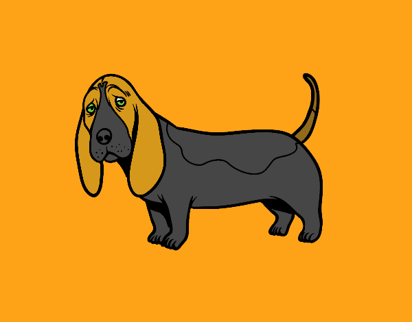 Un Basset hound