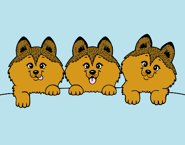 pomeranias