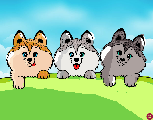 3 perritos 