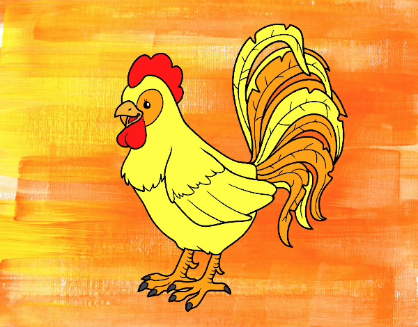 Gallo de una granja