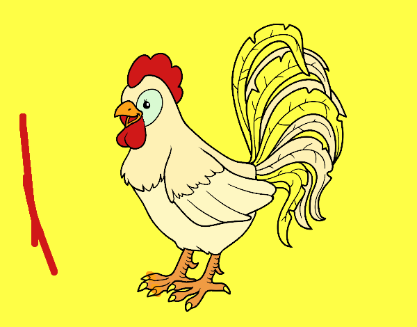 Gallo de una granja