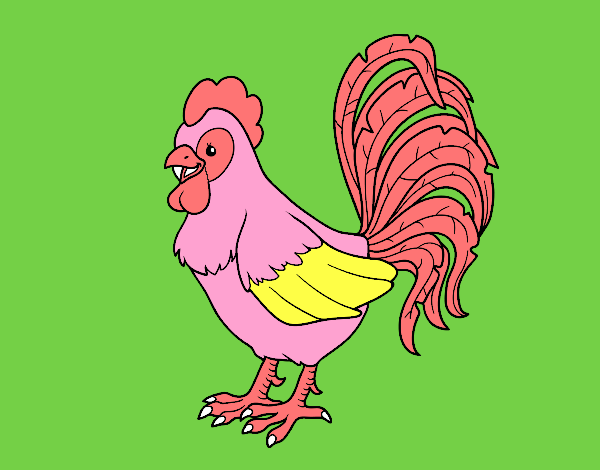 Gallo de una granja