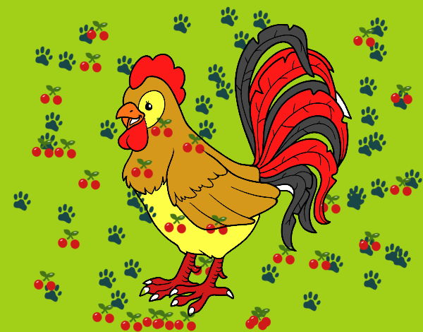 Gallo de una granja