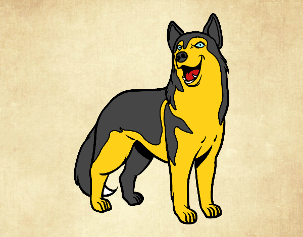 Perro lobo