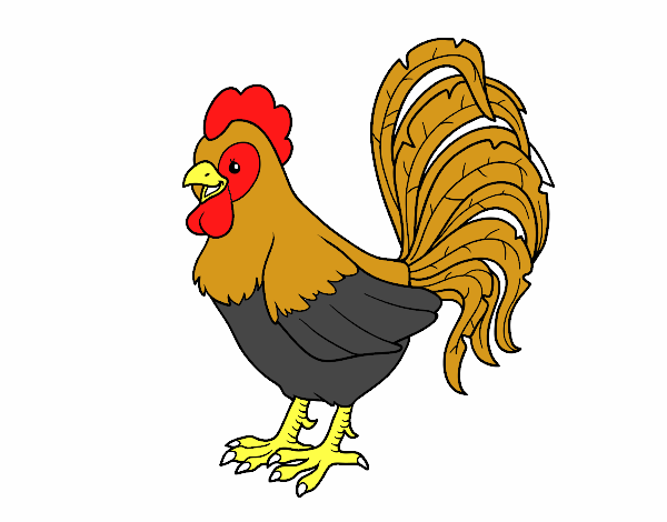 Gallo de una granja