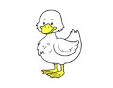 Patito de granja