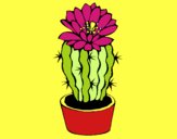 Cactus con flor