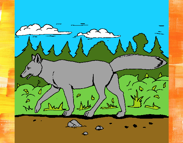Dibujo Coyote pintado por meibol