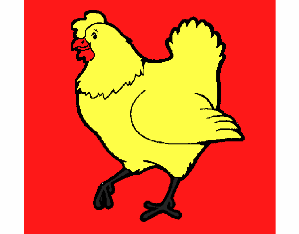 Gallina