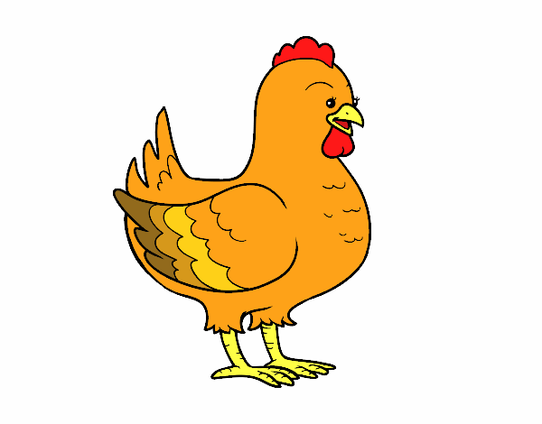 Gallina de una granja