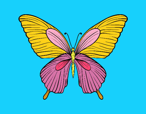 Mariposa tropical