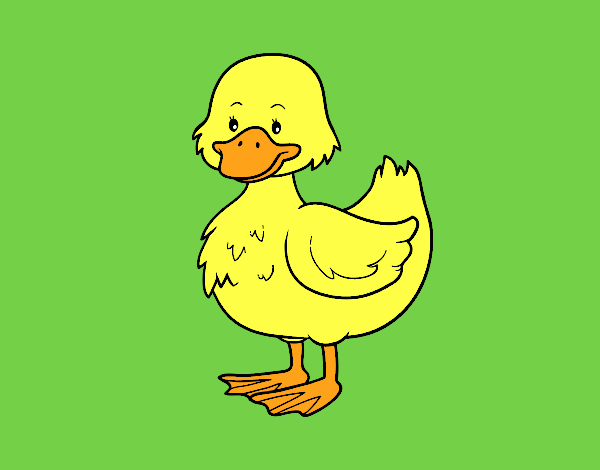 Patito de granja