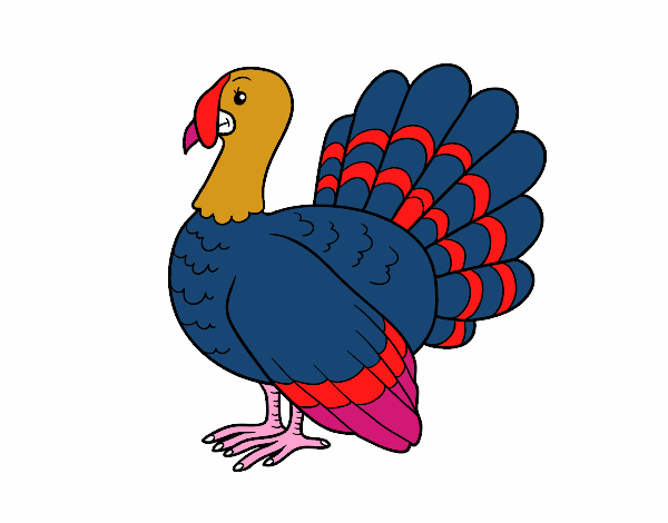 Pavo común