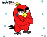 Red de Angry Birds