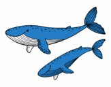 Ballenas