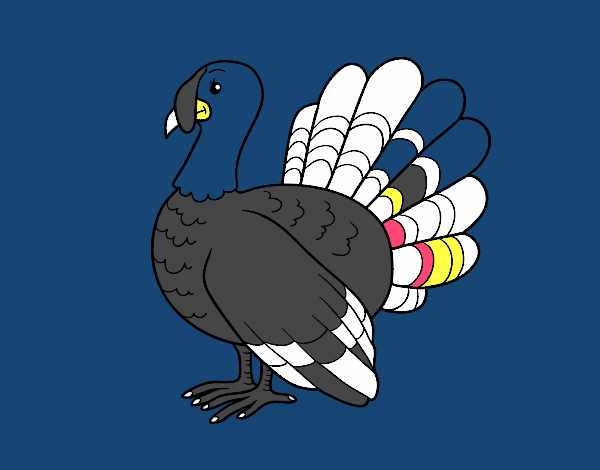 Pavo común