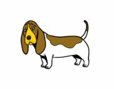 Un Basset hound