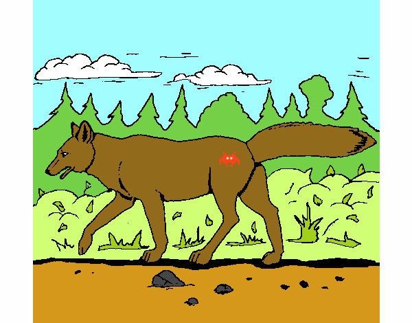Dibujo Coyote pintado por dandanhooo