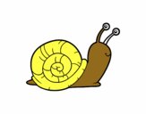 El caracol