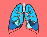 Pulmones y bronquios