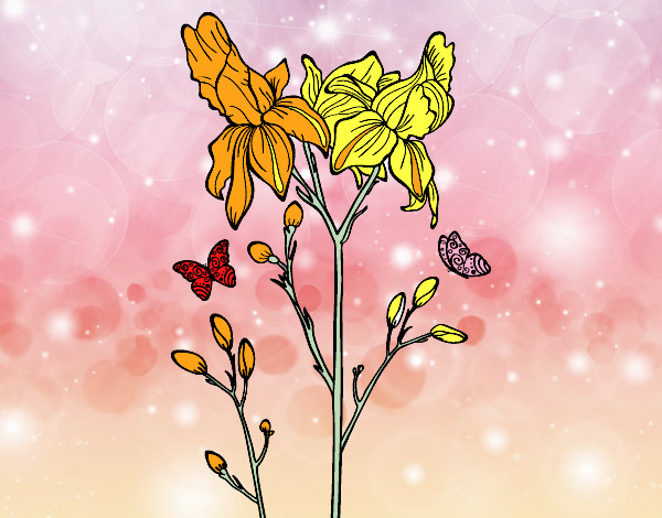 Dibujo Flor de Iris pintado por delicias