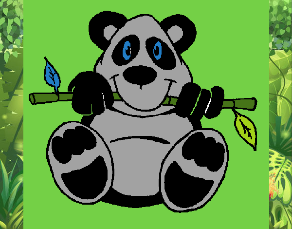 Oso panda