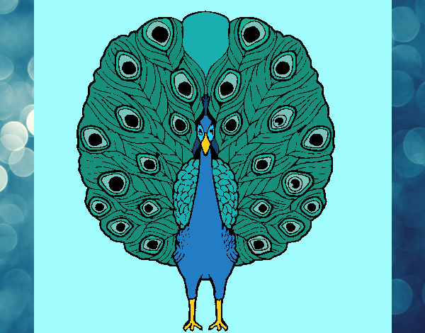 Pavo real 1