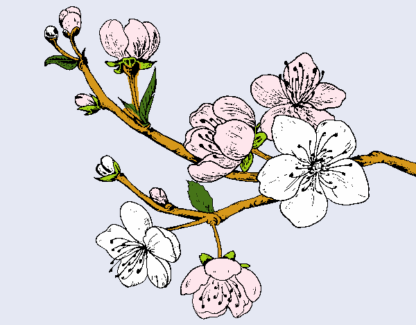 Dibujo Rama de cerezo pintado por delicias